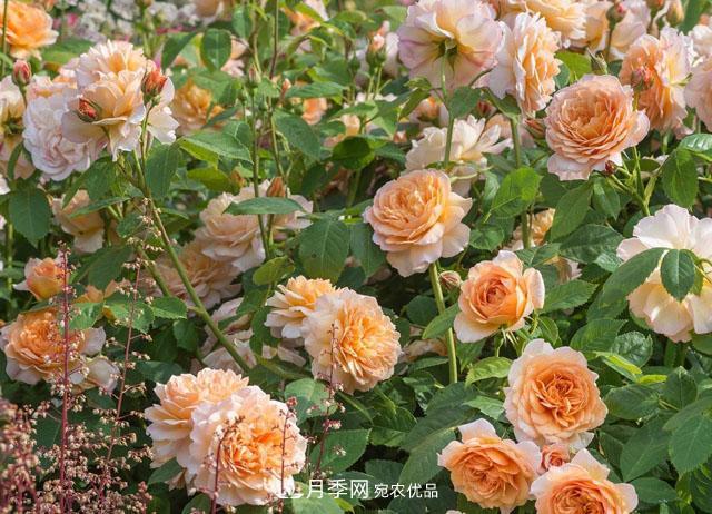 网购月季应该怎么种植?月季移栽后出现黄叶、枯萎是什么原因呢?(图2) 网购月季应该怎么种植?月季移栽后出现黄叶、枯萎是什么原因呢?(图2)