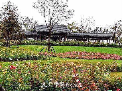 北京京宛友谊月季园，纪念南水北调南阳深厚友谊(图3)
