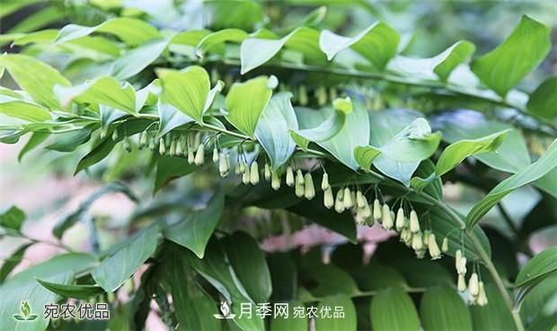 市场需求大，黄精种植效益分析，南阳黄精种苗基地直销价格(图1)