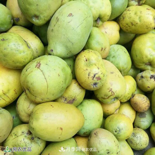 中国木瓜之乡，方城木瓜片泡水的功效(图1)