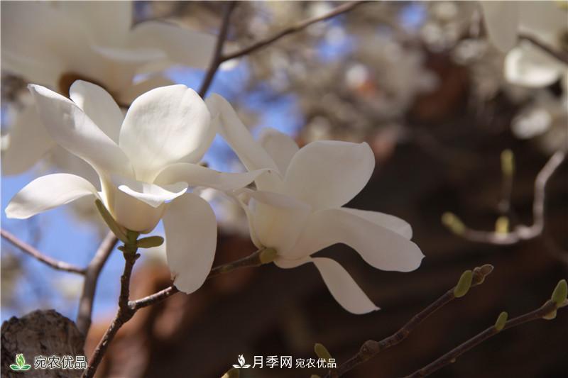 中国玉兰之乡，南阳白玉兰花开洁白如玉(图4)