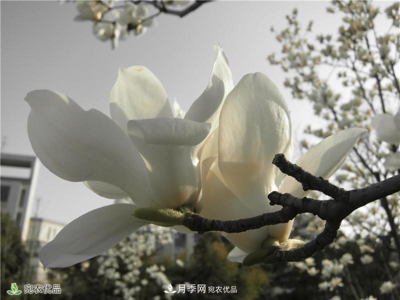 中国玉兰之乡，南阳白玉兰花开洁白如玉(图3)
