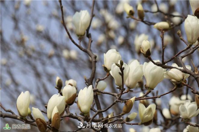 中国玉兰之乡，南阳白玉兰花开洁白如玉(图6)