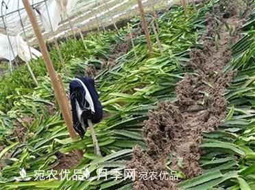 河南南阳红心火龙果苗批发(图2)