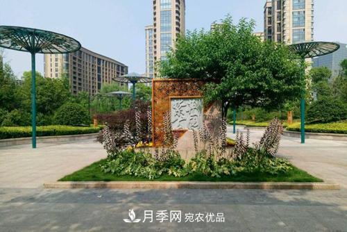 常州紫荆公园走红，被称世界月季名园，免门票创记录(图3)