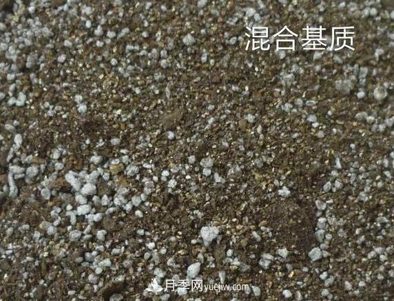 月季剪个枝,插到土里能生根吗?(图2) 月季剪个枝,插到土里能生根吗?(图2)