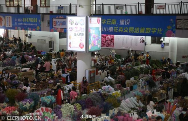 云南昆明：长假“带火”花卉经济(图4)