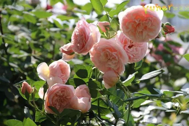 这6种月季，抗病强花量大还耐晒，养一棵就很美(图7)