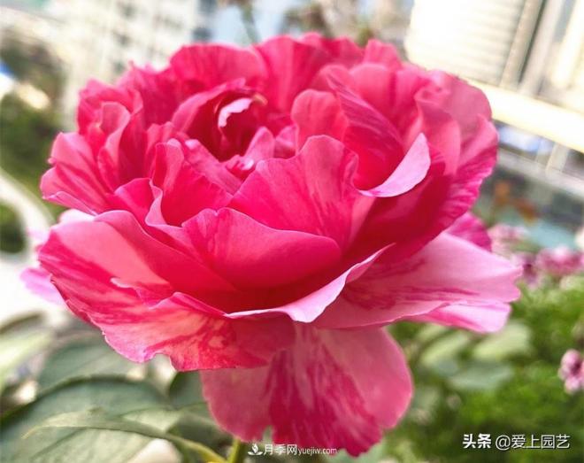 无伊芙不月季，哪种伊芙月季最值得入手？(图4)