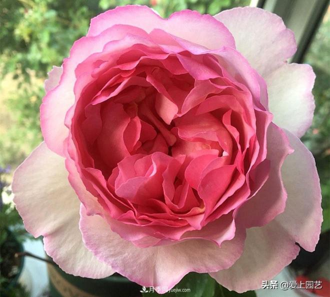 无伊芙不月季，哪种伊芙月季最值得入手？(图6)