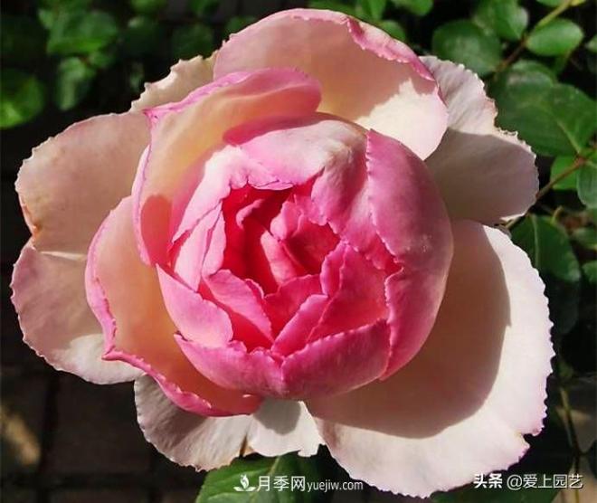 无伊芙不月季，哪种伊芙月季最值得入手？(图5)