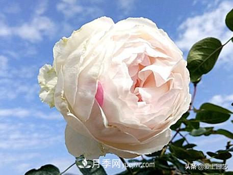 无伊芙不月季，哪种伊芙月季最值得入手？(图10)