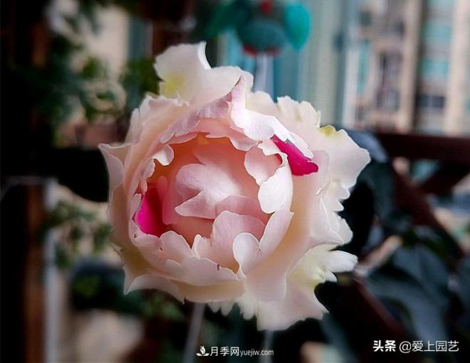 无伊芙不月季，哪种伊芙月季最值得入手？(图9)