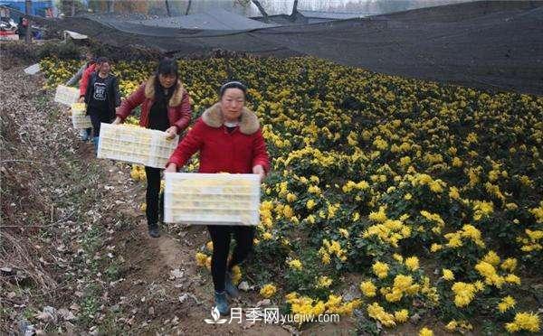 金丝贡菊变成金元宝？南召县石门乡村民增收致富尝甜头(图3)