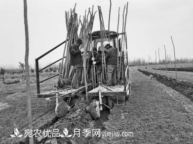 种苗木真牛！河南老乡研制种树机一天种下6000株(图1)