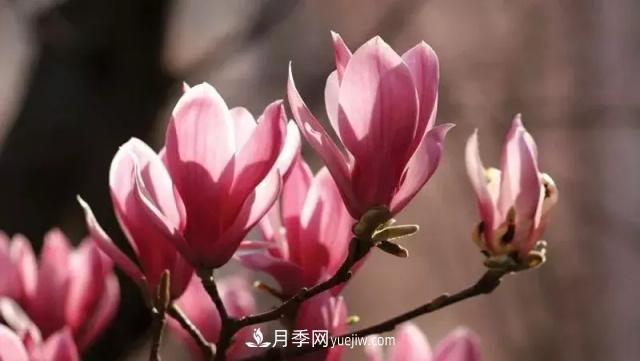 玉兰飘香溢山乡——南阳南召玉兰产业纪实(图1)