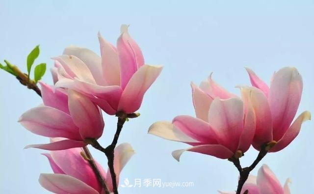 玉兰飘香溢山乡——南阳南召玉兰产业纪实(图5)