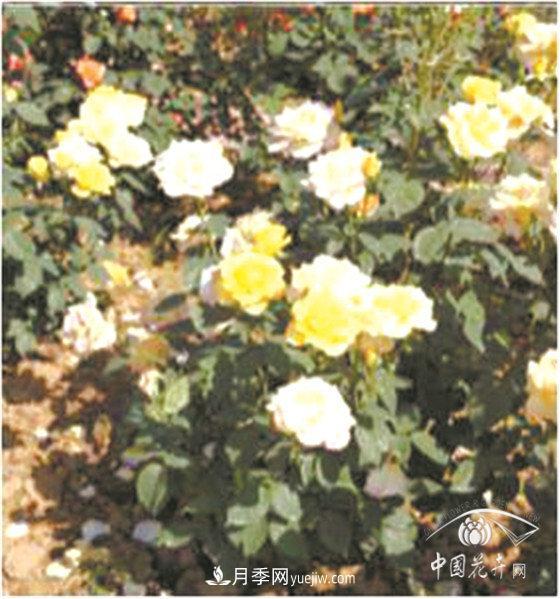 北京什么月季***美***自修 月季专家带您细细品(图16)