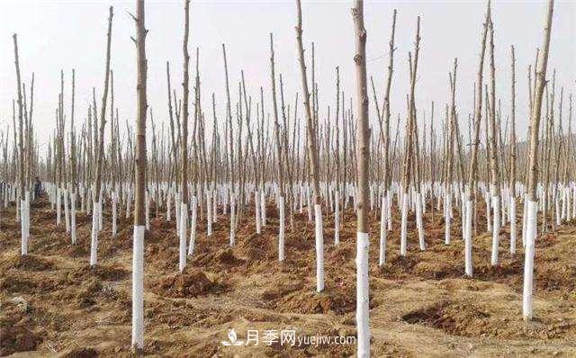 绿化苗木什么时间涂白效果最好，有哪些基本要求(图1)