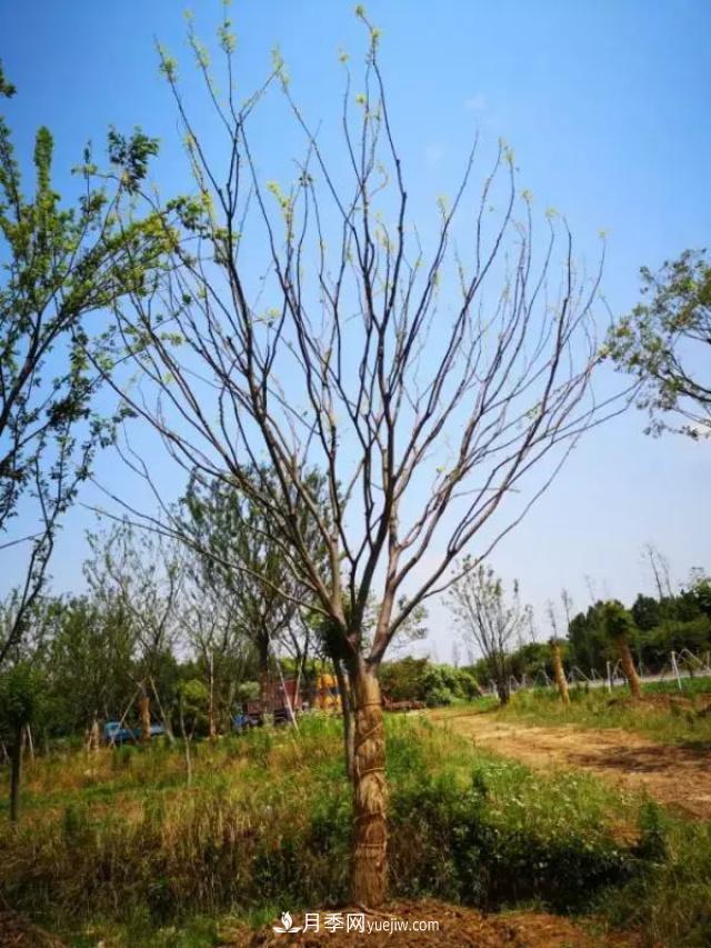 2020下半年乡土树种涨价趋势明显，这8种苗木最吃香(图8)