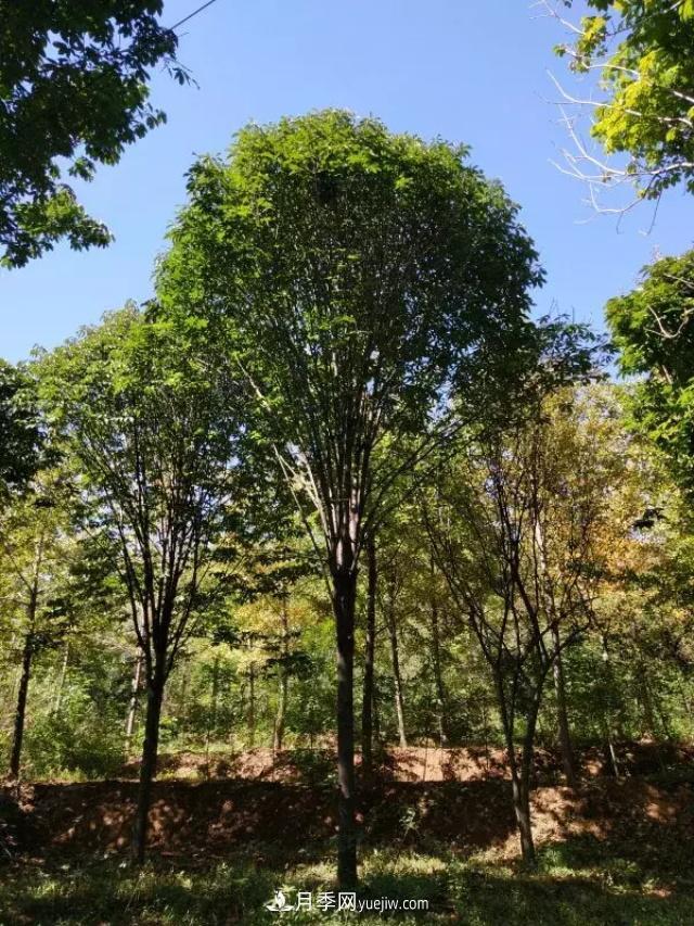 2020下半年乡土树种涨价趋势明显，这8种苗木最吃香(图5)