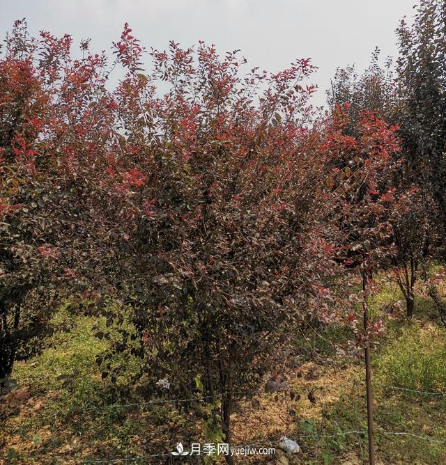 南阳紫叶李苗木基地,紫叶李都有哪些优点和特点?(图1) 南阳紫叶李苗木基地,紫叶李都有哪些优点和特点?(图1)