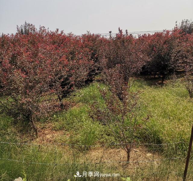 南阳紫叶李苗木基地,紫叶李都有哪些优点和特点?(图2) 南阳紫叶李苗木基地,紫叶李都有哪些优点和特点?(图2)