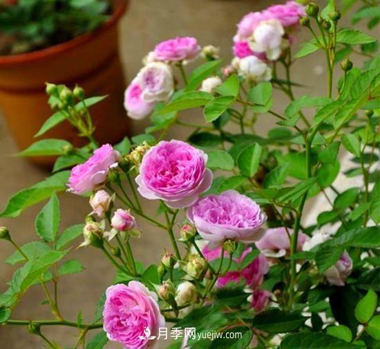 四种对光照要求高的月季花，适合放在北阳台(图5)
