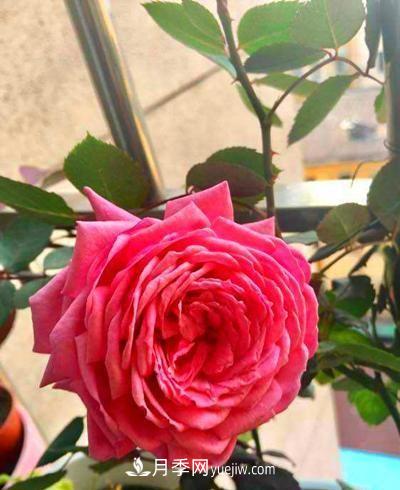 四种对光照要求高的月季花，适合放在北阳台(图3)