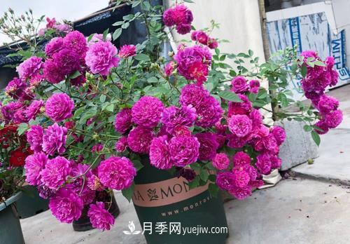 推荐新手5种微型月季，好养又好看，阳台盆栽佳品(图3)