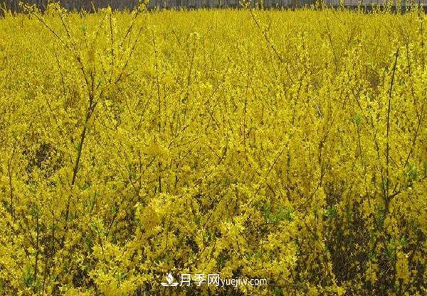 连翘的生长习性，品种与类别的介绍(图2)