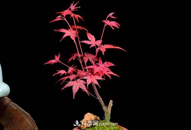 日本红枫、美国红枫、中国红枫这样区分,认识这种彩叶苗木(图7) 日本红枫、美国红枫、中国红枫这样区分,认识这种彩叶苗木(图7)