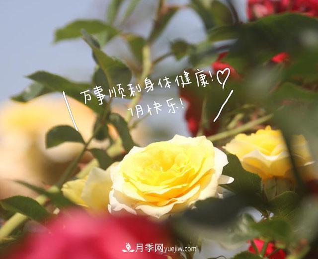 月季科学养护大盘点，让你少走弯路！(图1)