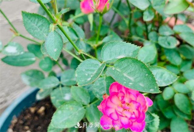 做为一个养花人，我和宿迁月季的不解之缘(图2)
