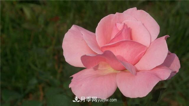 红蜘蛛是月季花的天敌，有3种方法轻松消灭(图2)