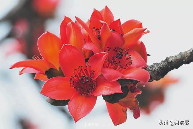 盘点那些记忆里的花木景色(图5)