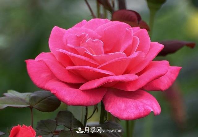 十月养月季,三个动作“虐一虐”,15天催新笋,绽放层叠群花(图3) 十月养月季,三个动作“虐一虐”,15天催新笋,绽放层叠群花(图3)