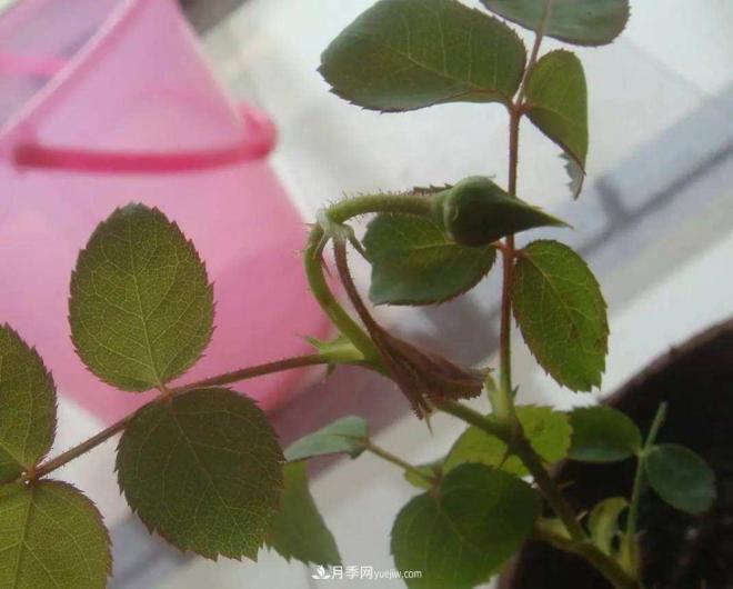 阳台养好月季花技巧，秋天也能有满满收获(图3)