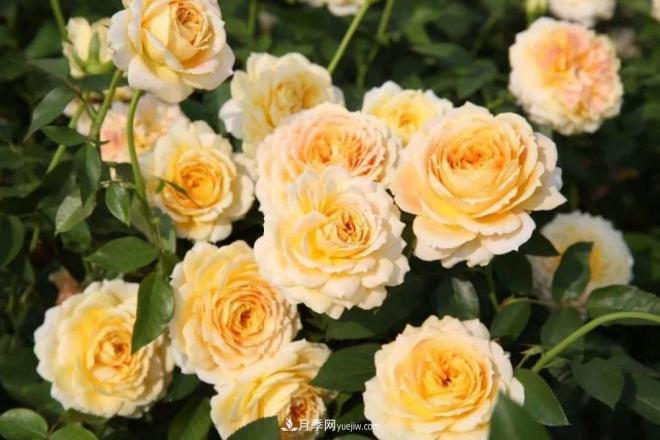 阳台养好月季花技巧，秋天也能有满满收获(图2)