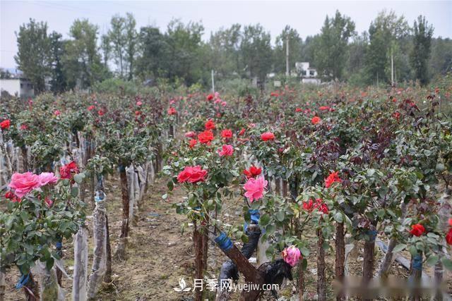 收来的月季老桩15块钱一棵，枯死只能当柴火，走进南阳内乡树形月季园(图8)