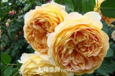 不可错过的经典灌木月季品种介绍大全！(图5)