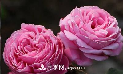 不可错过的经典灌木月季品种介绍大全！(图17)