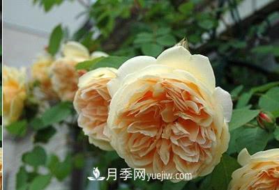 不可错过的经典灌木月季品种介绍大全！(图12)