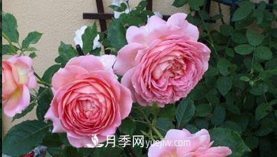不可错过的经典灌木月季品种介绍大全！(图3)