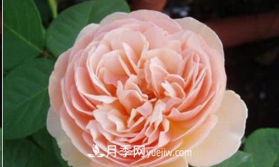 不可错过的经典灌木月季品种介绍大全！(图7)