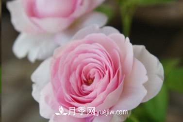 不可错过的经典灌木月季品种介绍大全！(图25)