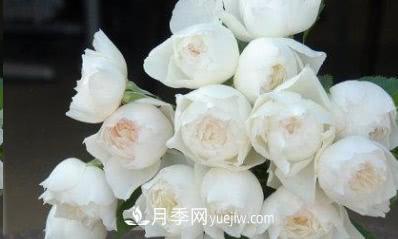 不可错过的经典灌木月季品种介绍大全！(图30)