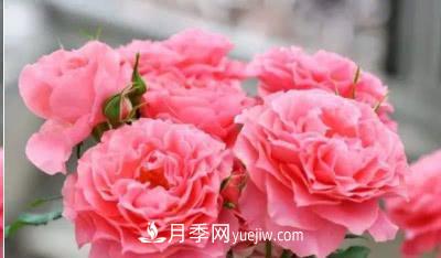不可错过的经典灌木月季品种介绍大全！(图24)