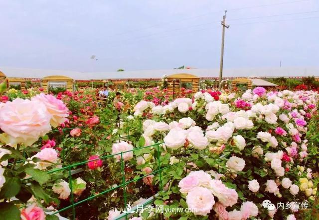 游玩好去处！内乡县灌涨镇欧月花海风情园盛妆开园(图3)