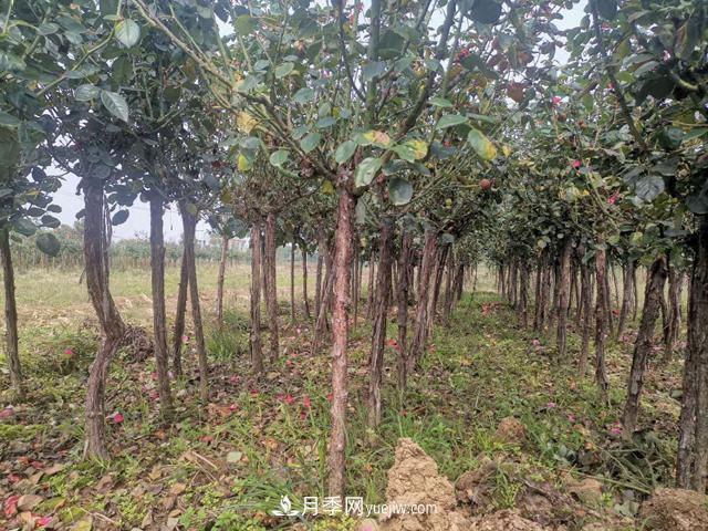 关于月季树的施肥技术有什么讲究？(图1)